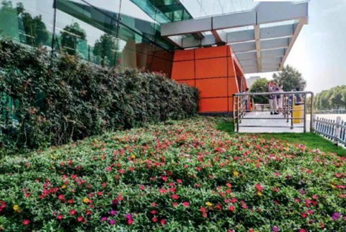 医院园林绿化景观如何设计 看华中科技大学同济医学院附属同济医院中法新城院区案例